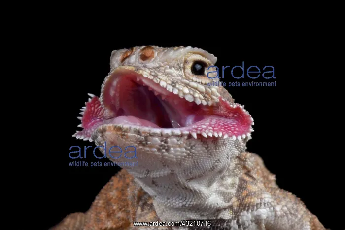 : Portrait of Secret Toadhead Agama (Phrynocephalus : Portrait of Secret Toadhead Agama (Phrynocephalus