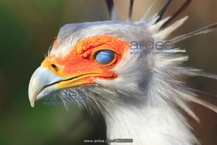 : Portrait de Secretarybird (Sagittarius serpentarius) : Portrait de Secretarybird (Sagittarius serpentarius)