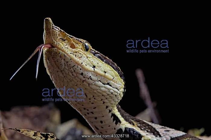 : Portrait of Sharp-nosed viper (Deinagkistrodon acutus) : Portrait of Sharp-nosed viper (Deinagkistrodon acutus)