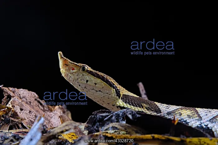 : Portrait of Sharp-nosed viper (Deinagkistrodon acutus) : Portrait of Sharp-nosed viper (Deinagkistrodon acutus)