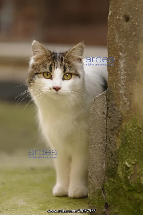 : Portrait of a she-cat in an alley Yport France : Portrait of a she-cat in an alley Yport France