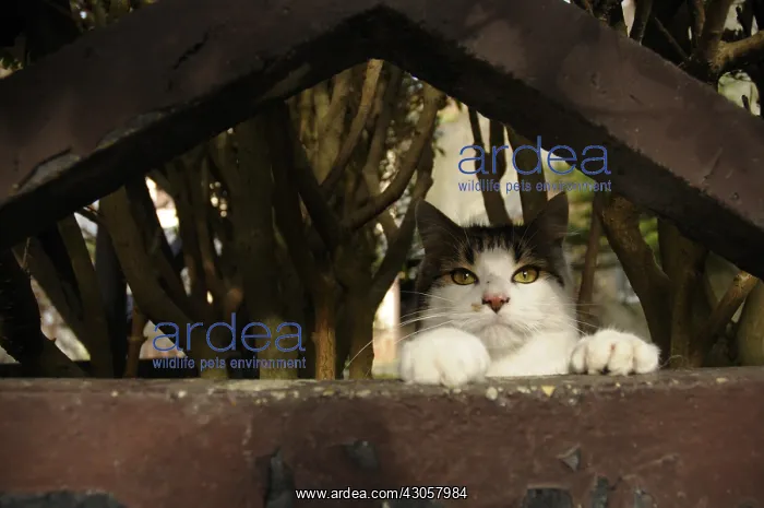 : Portrait of a she-cat watching behind a fence Yport : Portrait of a she-cat watching behind a fence Yport