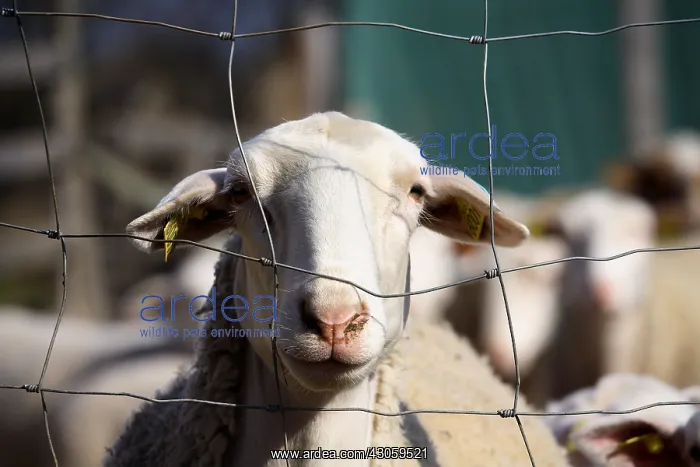  : Portrait of a Sheep behind a fence