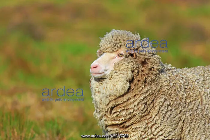 : Portrait of Sheep in the moor - Falkland Islands : Portrait of Sheep in the moor - Falkland Islands