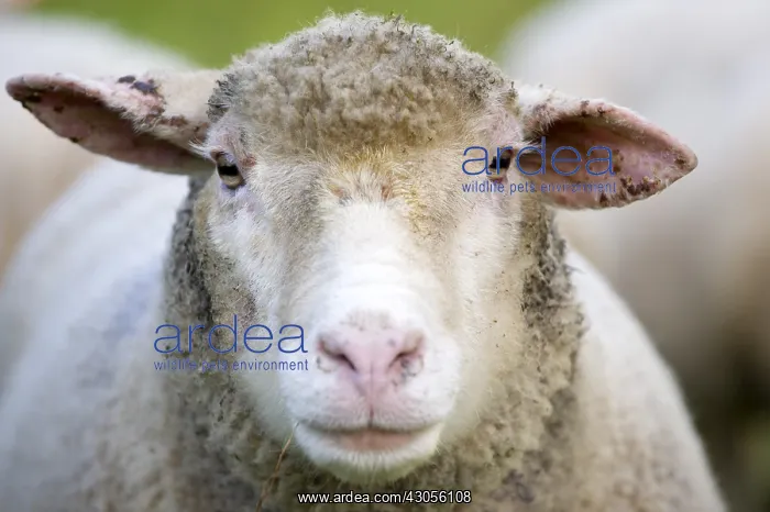 : Portrait of a Sheep PN Breitenbach Ballons des Vosges : Portrait of a Sheep PN Breitenbach Ballons des Vosges