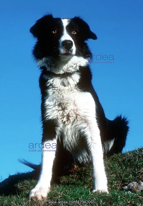 : Portrait of sheepdog border collie : Portrait of sheepdog border collie