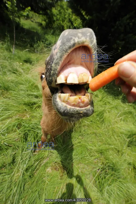 : Portrait of a Shetland pony eating a carrot France : Portrait of a Shetland pony eating a carrot France