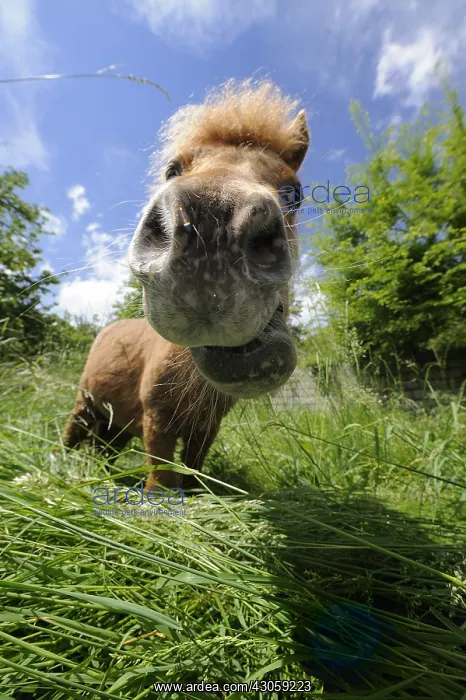 : Portrait of a Shetland pony in the grass France : Portrait of a Shetland pony in the grass France