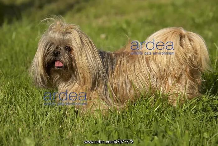 : Portrait of a Shih Tzu in a garden : Portrait of a Shih Tzu in a garden