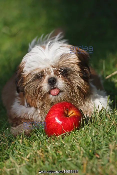 : Portrait of Shih Tzu puppy playing with an apple France : Portrait of Shih Tzu puppy playing with an apple France