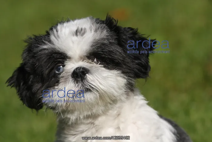 : Portrait of a ShihTzu puppy eyes minnows France : Portrait of a ShihTzu puppy eyes minnows France