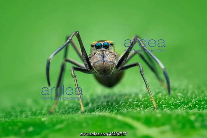 : Portrait shot of a ant-mimicking jumping spider : Portrait shot of a ant-mimicking jumping spider