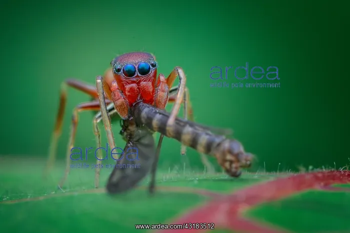 : Portrait shot of a female ant-mimicking jumping