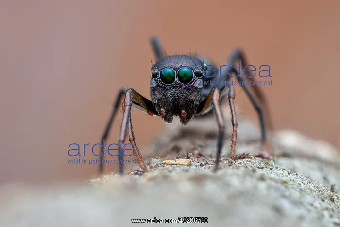 : Portrait shot of a female ant-mimicking jumping : Portrait shot of a female ant-mimicking jumping