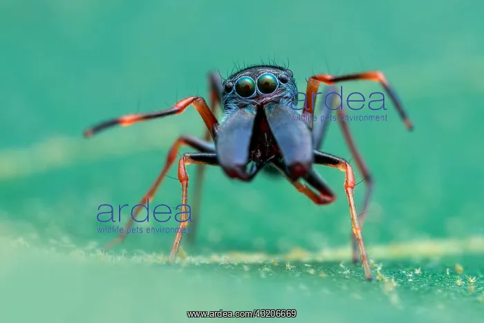 : Portrait shot of a male ant-mimicking jumping spider : Portrait shot of a male ant-mimicking jumping spider