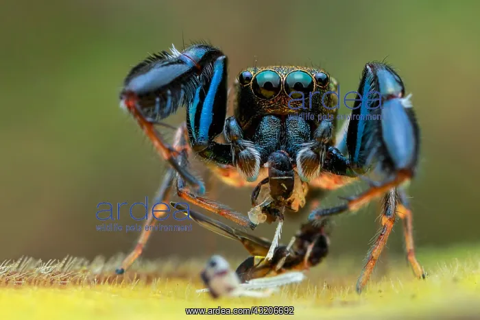 : Portrait shot of a male hairy-armed jumping spider : Portrait shot of a male hairy-armed jumping spider