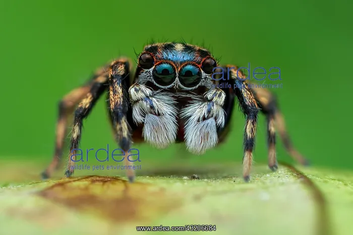 : Portrait shot of a male jumping spider (Salticidae : Portrait shot of a male jumping spider (Salticidae