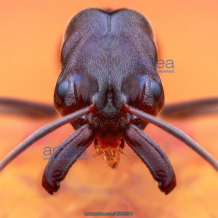 : Portrait shot of a Trap-jaw ant (Odontomachus simillimus) : Portrait shot of a Trap-jaw ant (Odontomachus simillimus)
