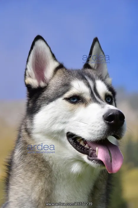 : Portrait of a Siberian Husky : Portrait of a Siberian Husky