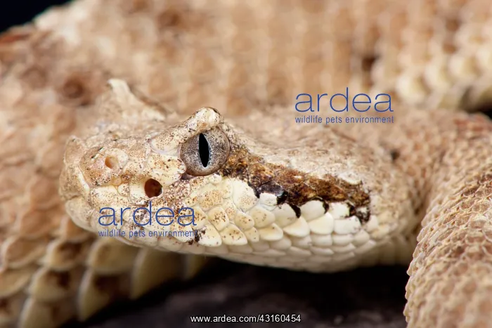 : Portrait of Sidewinder (Crotalus cerastes) : Portrait of Sidewinder (Crotalus cerastes)