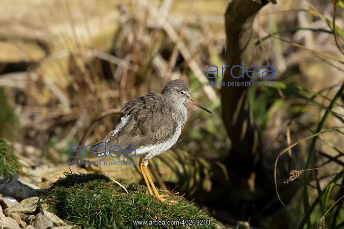 : Portrait of single Redshank, Tringa totanis, standing : Portrait of single Redshank, Tringa totanis, standing
