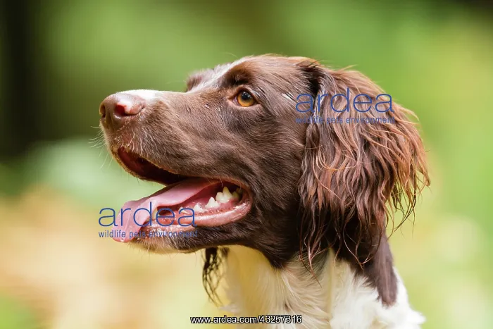: Portrait of Small Munsterlander - France : Portrait of Small Munsterlander - France