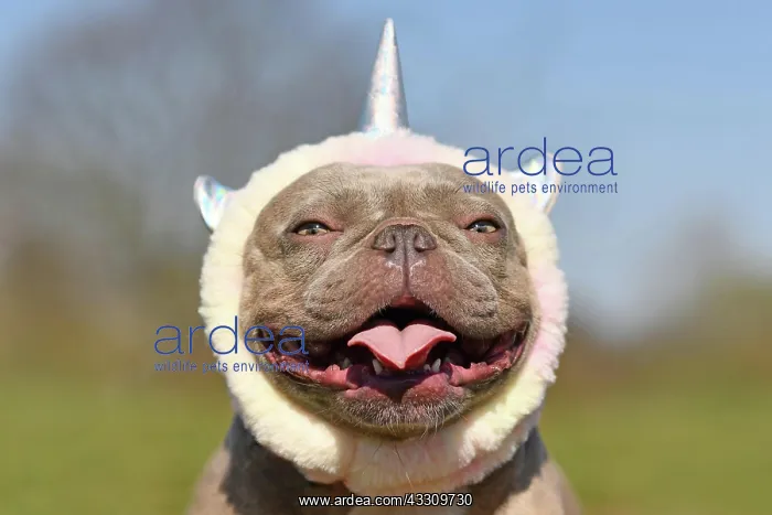 : Portrait of smiling French Bulldog dog wearing cute : Portrait of smiling French Bulldog dog wearing cute