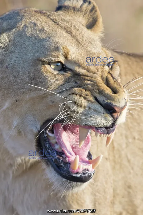 : Lion. Portrait of a snarling Lion (Panthera leo) female : Lion. Portrait of a snarling Lion (Panthera leo) female