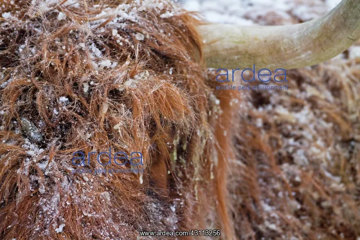  : Zebu. Portrait of a snow-covered Highland Cow (Bos Taurus)