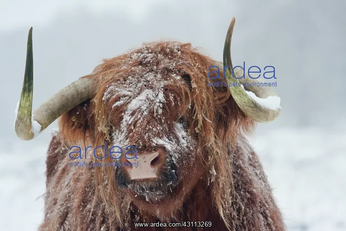 : Zebu. Portrait of a snow-covered Highland Cow (Bos Taurus) : Zebu. Portrait of a snow-covered Highland Cow (Bos Taurus)