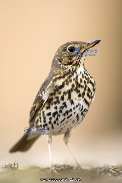 : Portrait of Song Thrush (Turdus philomelos), Teruel : Portrait of Song Thrush (Turdus philomelos), Teruel