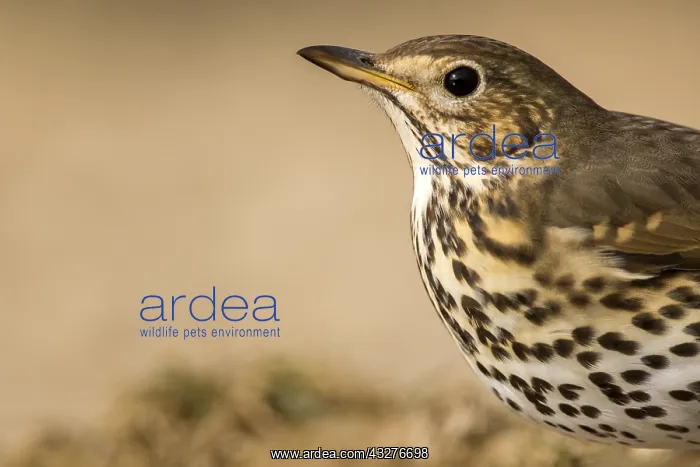 : Portrait of Song Thrush (Turdus philomelos), Teruel : Portrait of Song Thrush (Turdus philomelos), Teruel