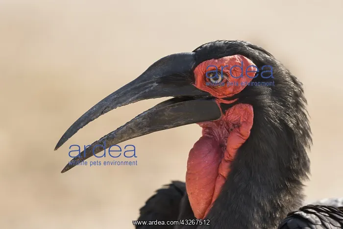: Portrait of Southern ground hornbill (Bucorvus leadbeateri) : Portrait of Southern ground hornbill (Bucorvus leadbeateri)