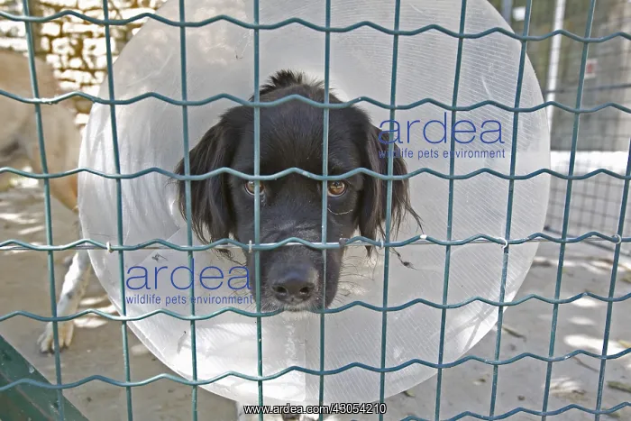  : Portrait of an SPCA black dog wearing a flange in France
