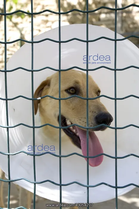  : Portrait of an SPCA Labrador wearing a flange in France