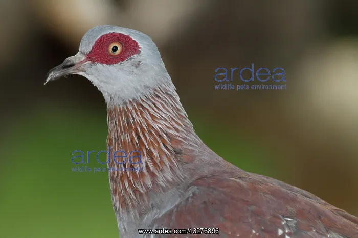: Portrait of Speckled Pigeon (Columba guinea), Lake : Portrait of Speckled Pigeon (Columba guinea), Lake