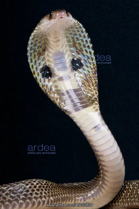 : Portrait of Spectacled cobra (Naja naja) on black : Portrait of Spectacled cobra (Naja naja) on black