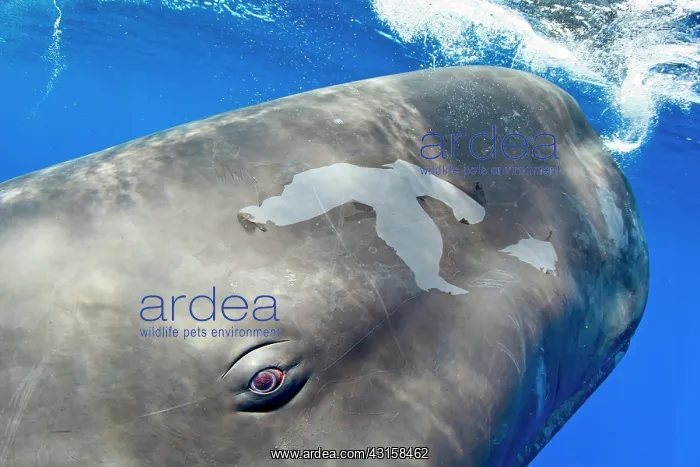 : Portrait of a sperm whale, Physeter macrocephalus : Portrait of a sperm whale, Physeter macrocephalus