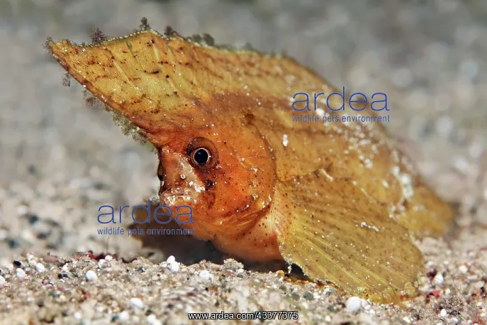 : Portrait, Spiny wasp fish or as spiny waspfish (Ablabys : Portrait, Spiny wasp fish or as spiny waspfish (Ablabys
