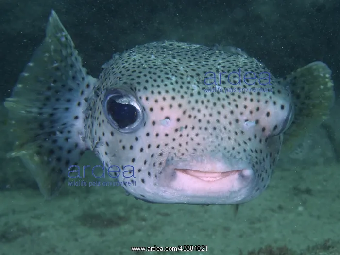  : Portrait of spot-fin porcupinefish (Diodon hystrix)