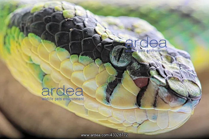 : Portrait of Sri Lankan green Pitviper (Trimeresurus : Portrait of Sri Lankan green Pitviper (Trimeresurus