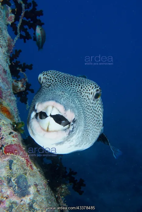 : Portrait of star puffer (Arothron stellatus). Dive : Portrait of star puffer (Arothron stellatus). Dive
