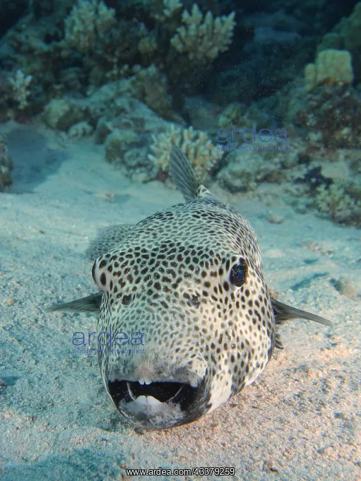 : Portrait of star puffer (Arothron stellatus), Dive : Portrait of star puffer (Arothron stellatus), Dive