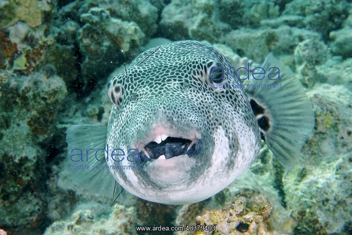 : Portrait of star puffer (Arothron stellatus), Dive : Portrait of star puffer (Arothron stellatus), Dive