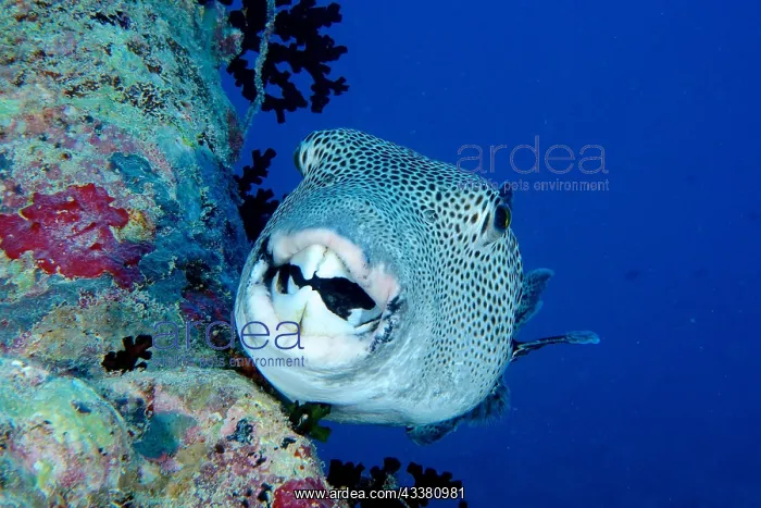 : Portrait of star puffer (Arothron stellatus), Dive : Portrait of star puffer (Arothron stellatus), Dive