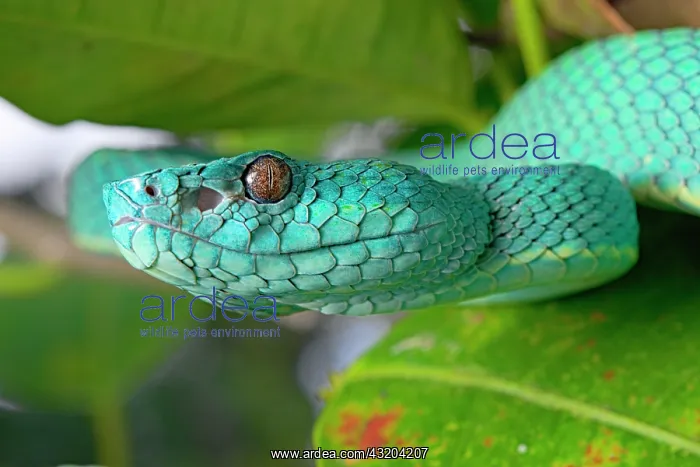 : Portrait of Side Striped Palm Pitviper (Bothriechis : Portrait of Side Striped Palm Pitviper (Bothriechis