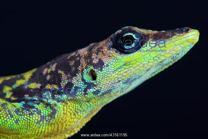  : Portrait of a stunning male Barbados Anole (Anolis