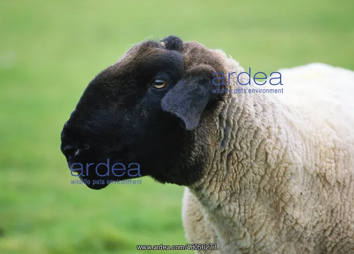 : Portrait of Suffolk Sheep Island Harris Hebrides Scotland : Portrait of Suffolk Sheep Island Harris Hebrides Scotland