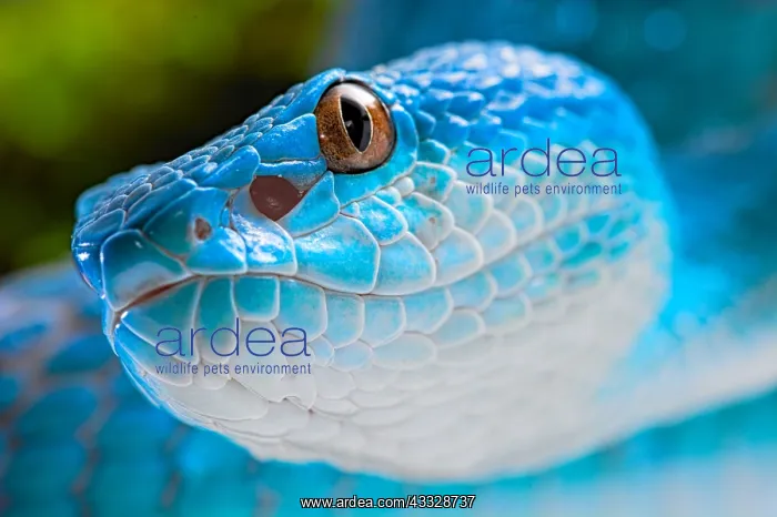 : Portrait of Sunda island pitviper (Trimeresurus : Portrait of Sunda island pitviper (Trimeresurus