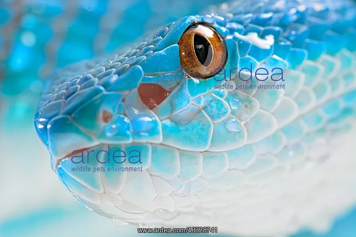 : Portrait of Sunda island pitviper (Trimeresurus : Portrait of Sunda island pitviper (Trimeresurus